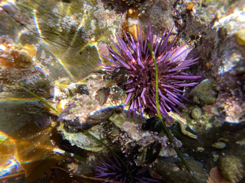 pacific purple sea urchin, iPhone photography, tide pool photography, underwater photography