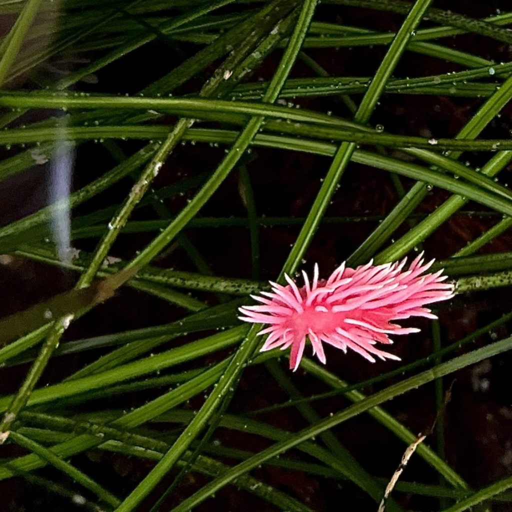 hopkins rose nudibranch, pink sea slug, sea grass, marine photography, tide pool animals