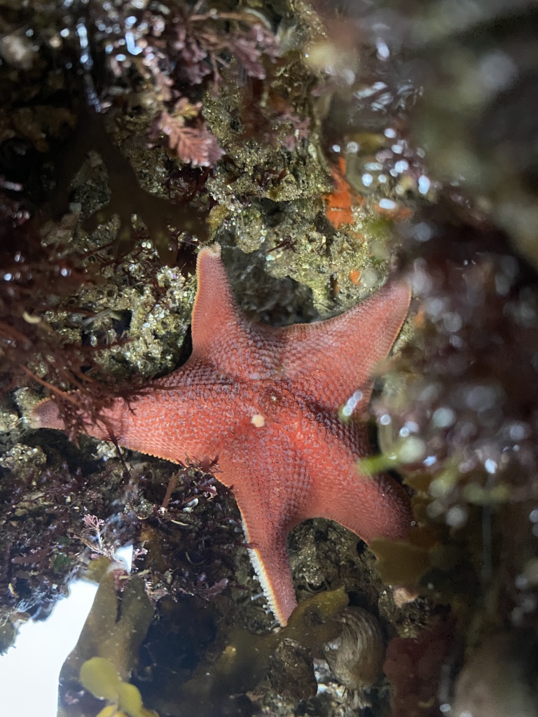 bat star, tide pool photography, sea stars in the tide pools, iPhone photography