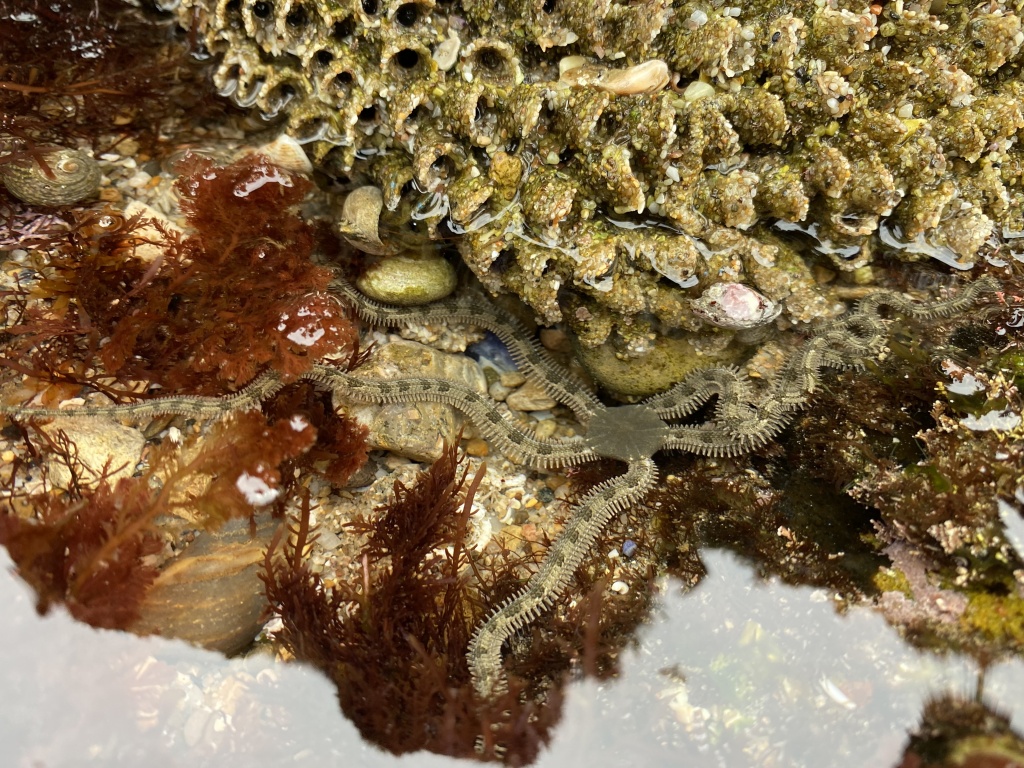 brittle star, tide pooling, tide pooling photography on smart phone, iPhone photography