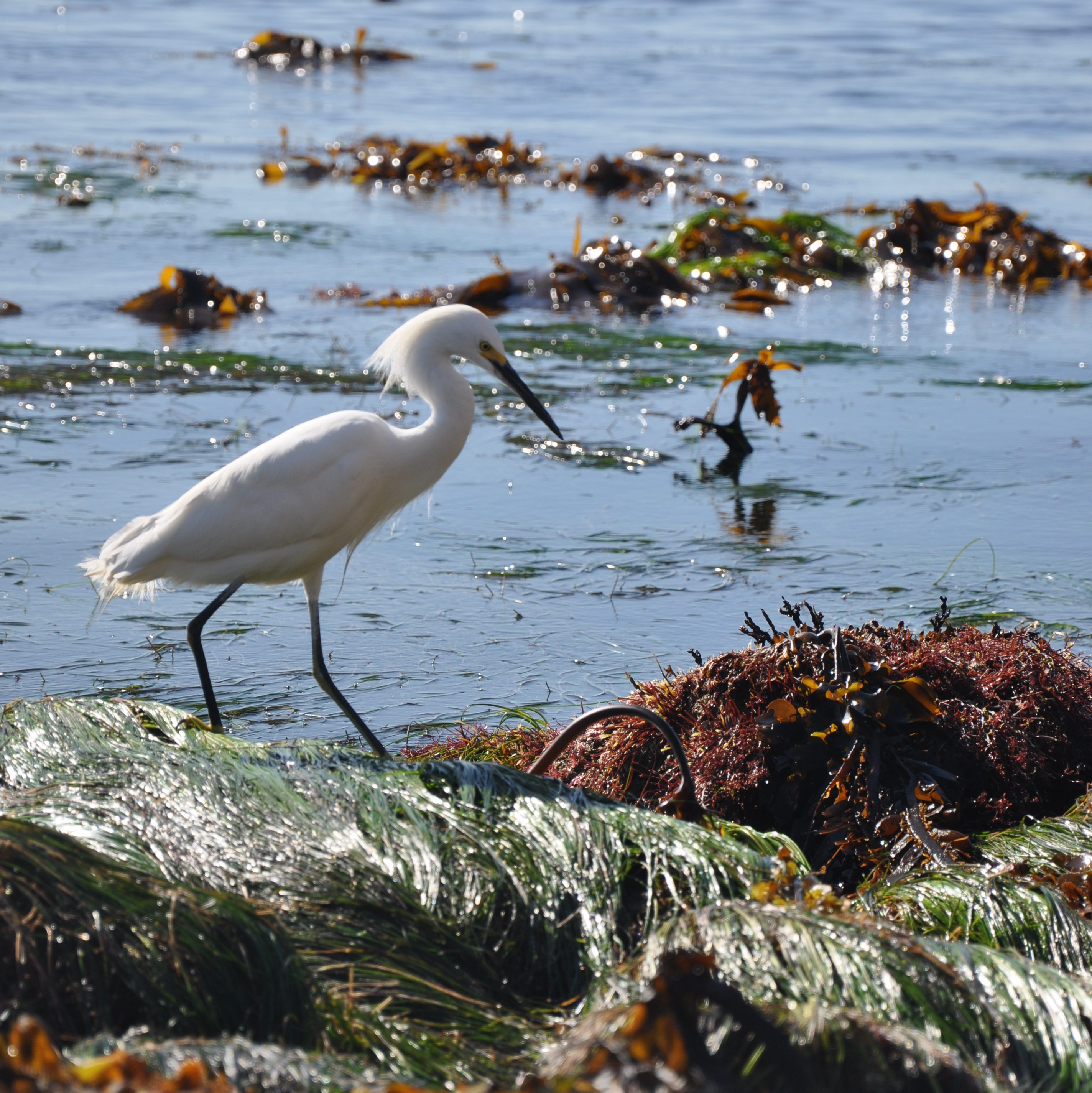 snowy egret, wading birds, herons, rocky intertidal, shore birds, tide pools, california seashores, tides